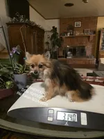 JENNEPOOH AKC "REDUCED", a female Pomeranian for sale in Lovington, NM – 2 of 6
