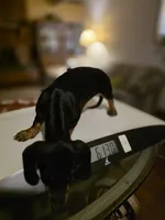 SPIKE "REDUCED", a female Miniature Dachshund for sale in Lovington, NM – 3 of 5