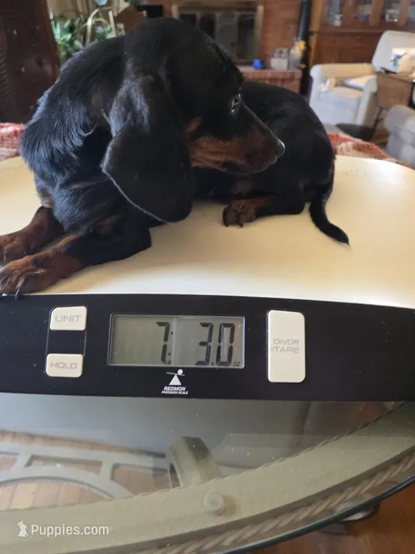 SISTER AKC "REDUCED" – Miniature Dachshund puppy for sale in Lovington, NM