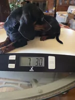 SISTER AKC "REDUCED", a female Miniature Dachshund for sale in Lovington, NM – 1 of 4