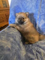BUSTER AKC "REDUCED", a male Pomeranian for sale in Lovington, NM – 4 of 8