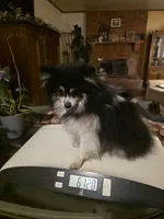  JIMMINE CRICKET "REDUCED", a male Pomeranian for sale in Lovington, NM – 3 of 10