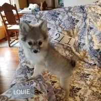 AKC LOUIE, a male Pomeranian for sale in Lovington, NM – Photo 4 of 9