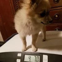 AKC LOUIE, a male Pomeranian for sale in Lovington, NM – Photo 5 of 9