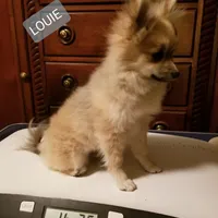 AKC LOUIE, a male Pomeranian for sale in Lovington, NM – Photo 3 of 9