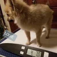 AKC LOUIE, a male Pomeranian for sale in Lovington, NM – Photo 6 of 9