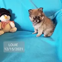 AKC LOUIE, a male Pomeranian for sale in Lovington, NM – Photo 9 of 9