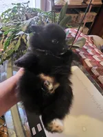 LITTLE BIT AKC, a female Pomeranian for sale in Lovington, NM – Photo 5 of 5