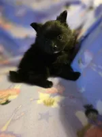 LITTLE BIT AKC, a female Pomeranian for sale in Lovington, NM – Photo 3 of 5