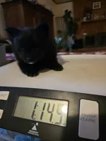 LITTLE BIT AKC, a female Pomeranian for sale in Lovington, NM – Photo 1 of 5