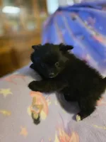 LITTLE BIT AKC, a female Pomeranian for sale in Lovington, NM – Photo 4 of 5