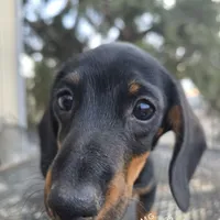 AKC MG, a female Dachshund for sale in Lovington, NM – Photo 2 of 3