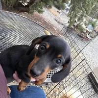 AKC MG, a female Dachshund for sale in Lovington, NM – Photo 3 of 3