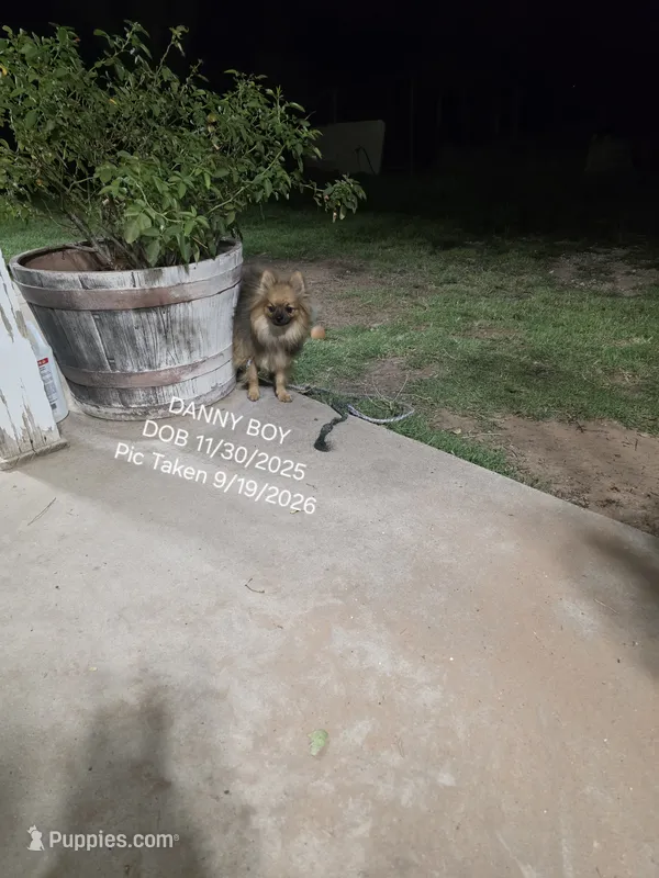 DANNY BOY AKC "REDUCED" – Pomeranian puppy for sale in Lovington, NM