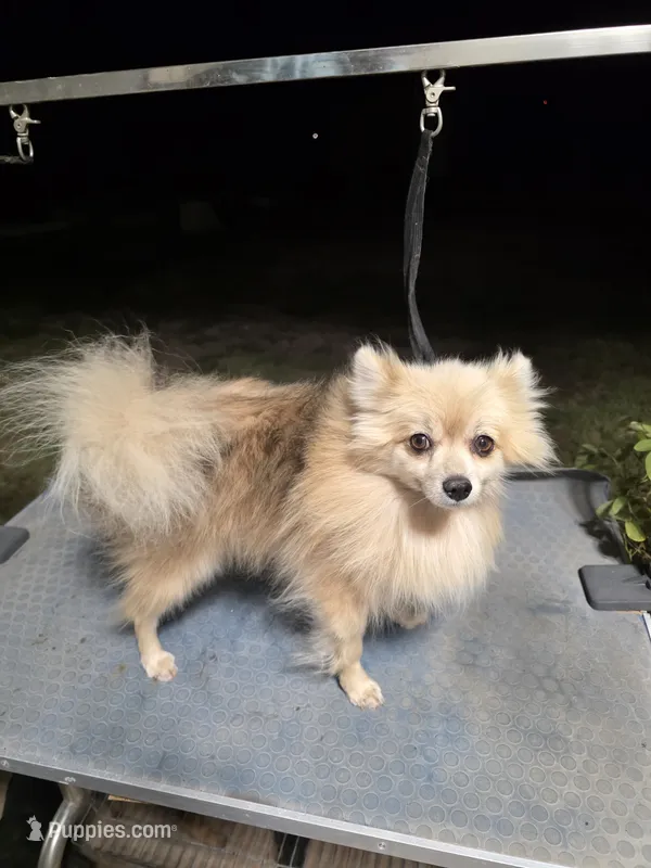 AKC LOUIE "REDUCED" – Pomeranian puppy for sale in Lovington, NM