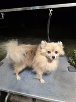AKC LOUIE "REDUCED", a male Pomeranian for sale in Lovington, NM – 1 of 9