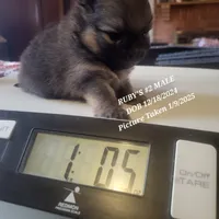 MARIO AKC, a male Pomeranian for sale in Lovington, NM – Photo 6 of 10