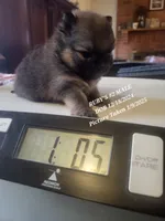 MARIO AKC, a male Pomeranian for sale in Lovington, NM – Photo 6 of 10