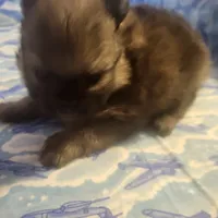 MARIO AKC, a male Pomeranian for sale in Lovington, NM – Photo 5 of 10