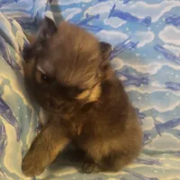 MARIO AKC, a male Pomeranian for sale in Lovington, NM – Photo 8 of 10