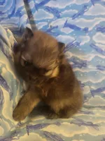 MARIO AKC, a male Pomeranian for sale in Lovington, NM – Photo 8 of 10