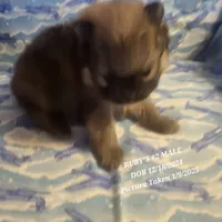 MARIO AKC, a male Pomeranian for sale in Lovington, NM – Photo 9 of 10