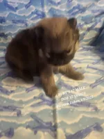 MARIO AKC, a male Pomeranian for sale in Lovington, NM – Photo 9 of 10