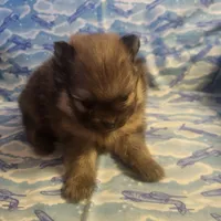 MARIO AKC, a male Pomeranian for sale in Lovington, NM – Photo 10 of 10