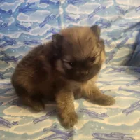 MARIO AKC, a male Pomeranian for sale in Lovington, NM – Photo 7 of 10