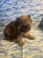 MARIO AKC, a male Pomeranian for sale in Lovington, NM – Photo 7 of 10