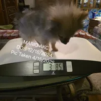 MARIO AKC, a male Pomeranian for sale in Lovington, NM – Photo 1 of 10