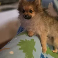 MARIO AKC, a male Pomeranian for sale in Lovington, NM – Photo 2 of 10