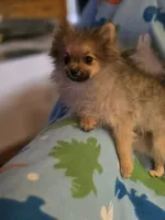 MARIO AKC, a male Pomeranian for sale in Lovington, NM – Photo 2 of 10