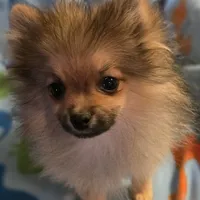 MARIO AKC, a male Pomeranian for sale in Lovington, NM – Photo 3 of 10