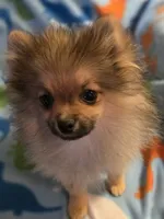 MARIO AKC, a male Pomeranian for sale in Lovington, NM – Photo 3 of 10