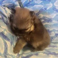 MARIO AKC, a male Pomeranian for sale in Lovington, NM – Photo 4 of 10