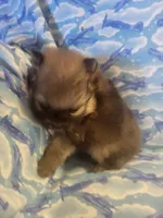 MARIO AKC, a male Pomeranian for sale in Lovington, NM – Photo 4 of 10