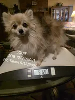 AKC LOUIE "REDUCED", a male Pomeranian for sale in Lovington, NM – 4 of 9