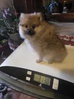 BUSTER AKC "REDUCED", a male Pomeranian for sale in Lovington, NM – 2 of 8