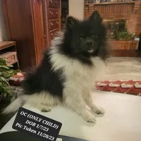 AKC O.C., a male Pomeranian for sale in Lovington, NM – Photo 1 of 7