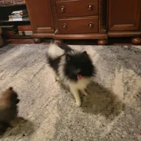 AKC O.C., a male Pomeranian for sale in Lovington, NM – Photo 2 of 7