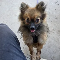 AKC ROCKIE, a male Pomeranian for sale in Lovington, NM – Photo 4 of 9