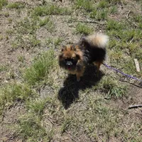 AKC ROCKIE, a male Pomeranian for sale in Lovington, NM – Photo 2 of 9