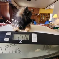 AKC ROCKIE, a male Pomeranian for sale in Lovington, NM – Photo 7 of 9