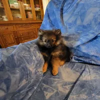 AKC ROCKIE, a male Pomeranian for sale in Lovington, NM – Photo 5 of 9