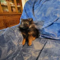 AKC ROCKIE, a male Pomeranian for sale in Lovington, NM – Photo 8 of 9