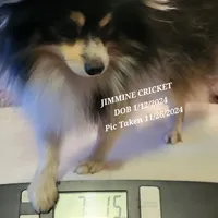 AKC JIMMINE CRICKET, a male Pomeranian for sale in Lovington, NM – Photo 2 of 8