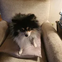 AKC JIMMINE CRICKET, a male Pomeranian for sale in Lovington, NM – Photo 6 of 8