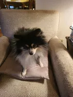 AKC JIMMINE CRICKET, a male Pomeranian for sale in Lovington, NM – Photo 6 of 8