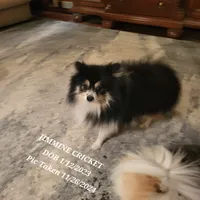 AKC JIMMINE CRICKET, a male Pomeranian for sale in Lovington, NM – Photo 4 of 8